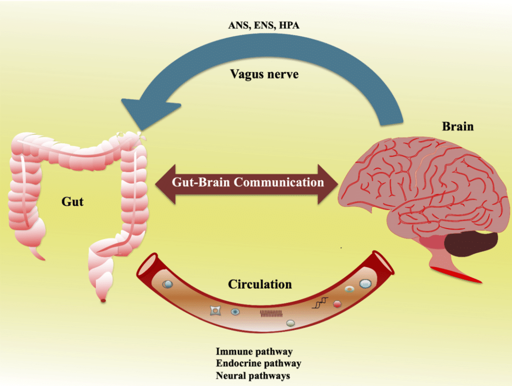 Asse intestino cervello - Gut-Brain Axis - Blog Dr. Luigi Pianese