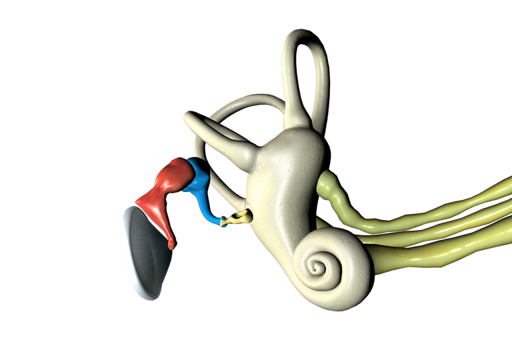 ear anatomy, ear 3d anatomy, anatomy, ear anatomy, ear anatomy, ear anatomy, ear anatomy, ear anatomy Acufeni Anatomia Orecchio - Blog Dr Luigi Pianese